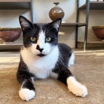 Toros Pottery - Pepe, the adorable, friendly resident art critic. - Arts & Crafts Near Me - Los Angeles, California Toros Pottery - Pepe, the adorable, friendly resident art critic. - Arts & Crafts Near Me - Los Angeles, California