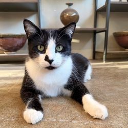 Pepe, the adorable, friendly resident art critic.
