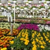 Wells Nursery & Greenhouses gift card