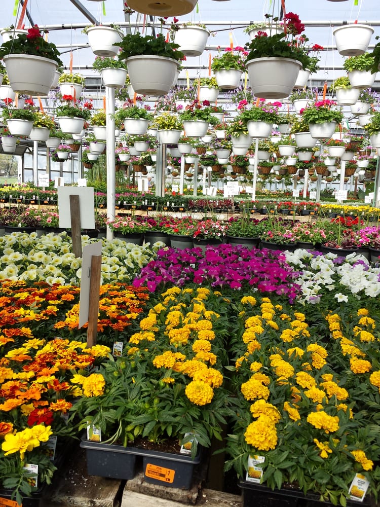 WELLS NURSERY & GREENHOUSES Updated October 2024 3710 W US Hwy 40