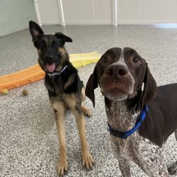 Pawz Dog Services