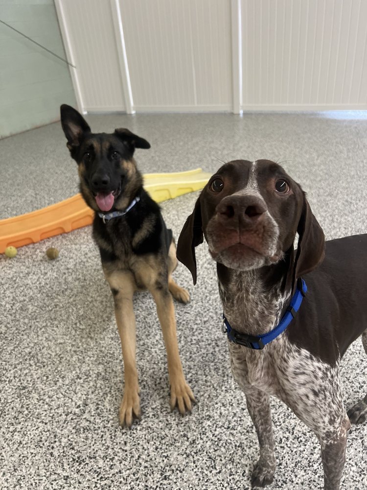 Pawz Dog Services - pet boarding facility in Knoxville, TN