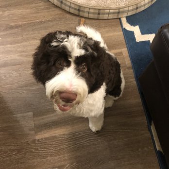Lucky Paws Pet Spa - Pet Groomers Near Me - South Jordan, Utah Lucky Paws Pet Spa - Pet Groomers Near Me - South Jordan, Utah