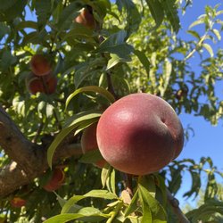 Pomeroy Farm - Peaches