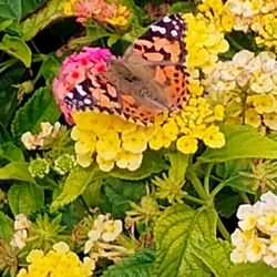 CSU Flower Trial Garden - Butterfly  10-11-2024