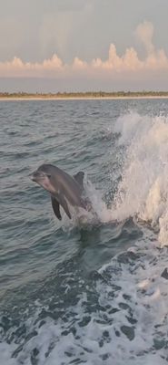Little Toot Dolphin Adventure by null