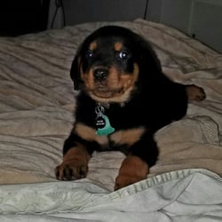 El Centro Animal Clinic - Raina my 3 1/2 months old Rottweiler