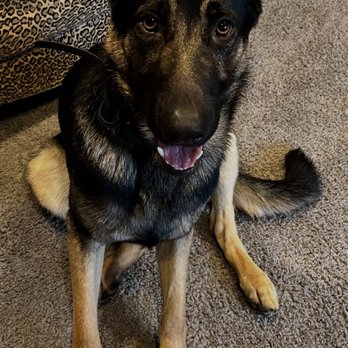 Loyal K-9 - Pet Training Near Me - Commerce Township, Michigan