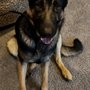 Photo of Loyal K-9