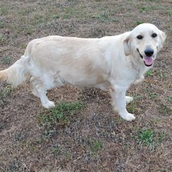 Paradise Golden Retrievers - Jewel, mother of 2023 litter