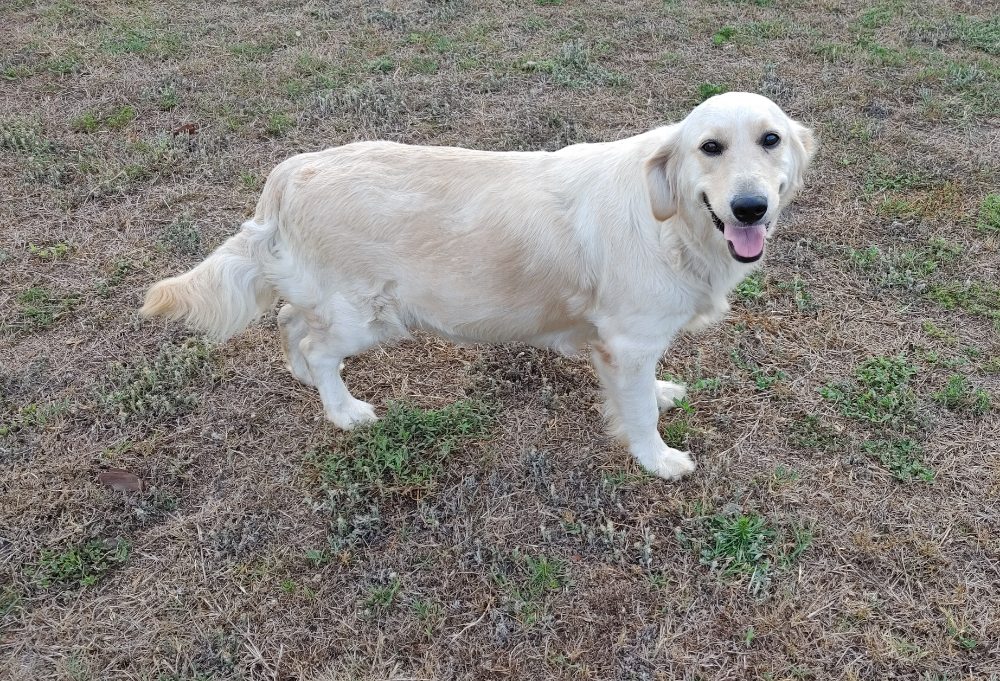 Paradise Golden Retrievers Image