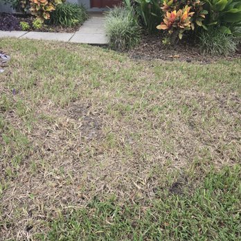 OB Garden Center - The new sod after 2months , from being put down. - Lawn Services Near Me - Tampa, Florida