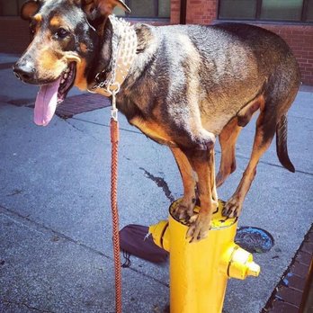 Big Paws - Pet Stores Near Me - Toronto, Ontario