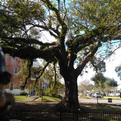 Evangeline Oak Park