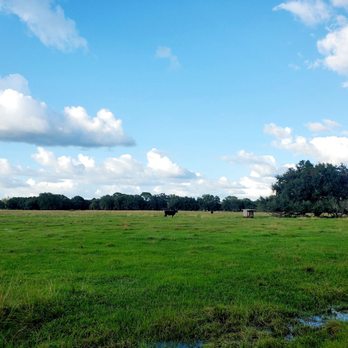 Walton Ranch Preserve - Cattle fields - Parks Near Me - North Port, Florida
