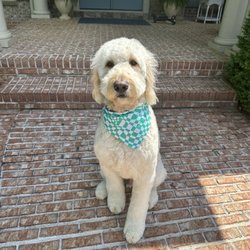 At Your Bark And Paw Grooming - Simba loves his new haircut!