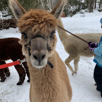 Windy Crow Farm - Attraction Farms Near Me - Stafford Springs, Connecticut