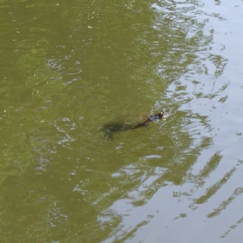 Graceland Cemetery - turtle head!?! - Funeral Services & Cemeteries Near Me - Chicago, Illinois Graceland Cemetery - turtle head!?! - Funeral Services & Cemeteries Near Me - Chicago, Illinois