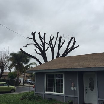 Real Tree Service - After - Tree Services Near Me