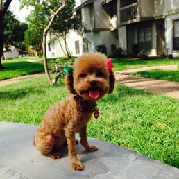 Steve keeps my dog-ter looking awesome! Steve keeps my dog-ter looking awesome!