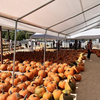 Gilchrist Farm - Lots more pumpkins - Horseback Riding Near Me - Santa Clarita, California Gilchrist Farm - Lots more pumpkins - Horseback Riding Near Me - Santa Clarita, California