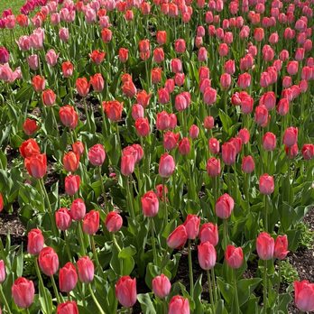 Ashton Gardens - Gorgeous pinks during last days of tulip fest - Botanical Gardens Near Me - Lehi, Utah Ashton Gardens - Gorgeous pinks during last days of tulip fest - Botanical Gardens Near Me - Lehi, Utah