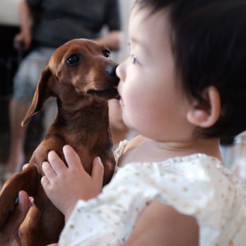 PUPPIES AND REPTILES FOR PARTIES - Updated June 2024 - 150 Photos & 133