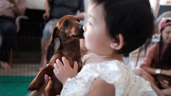 PUPPIES AND REPTILES FOR PARTIES - Updated June 2024 - 150 Photos & 133