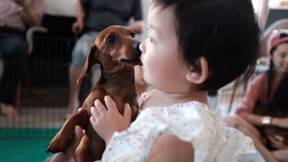 PUPPIES AND REPTILES FOR PARTIES - Updated June 2024 - 150 Photos & 133