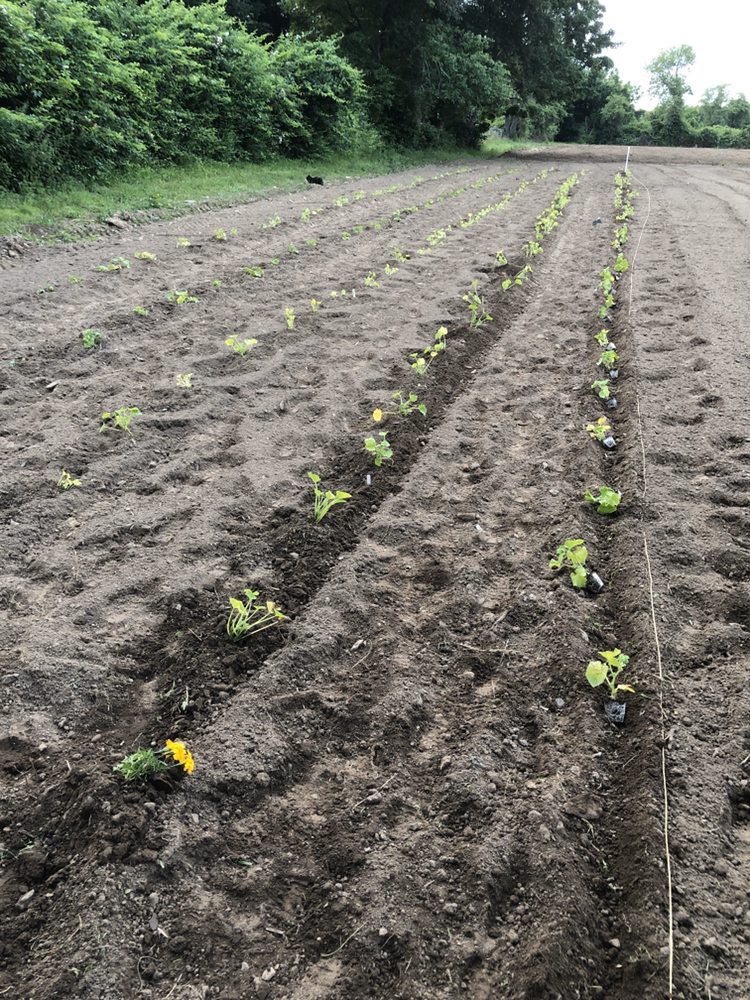 PECKHAM FARM Updated September 2024 1299 Wapping Rd, Middletown