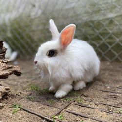 Dutch Creek Farm Animal Park - Get up close, feed and pet many animals!