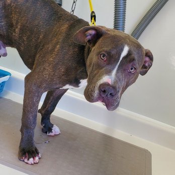 Rub-A-Dub Dog Bath - Ace is no longer a dirty boy! - Pet Groomers Near Me - American Canyon, California Rub-A-Dub Dog Bath - Ace is no longer a dirty boy! - Pet Groomers Near Me - American Canyon, California