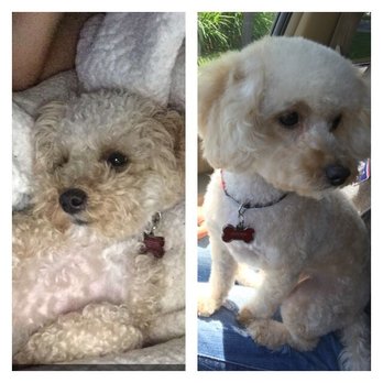 classy clips pet grooming