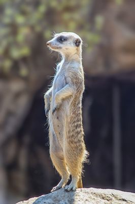Los Angeles Zoo by null