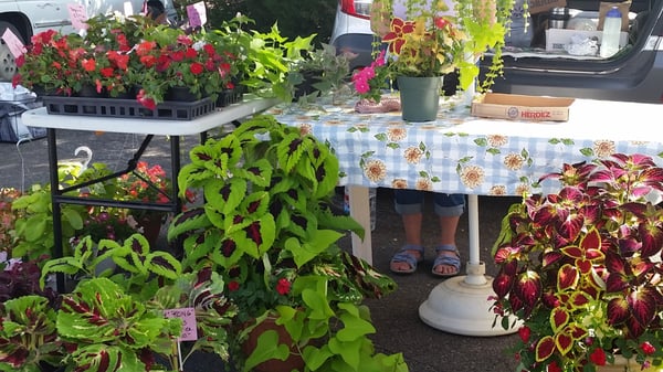 Los Ranchos Growers' Market by null