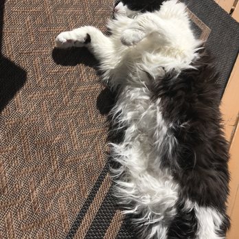 The Purr-fect Nanny - Navia - supervised sunbathing on deck - Dog Walkers Near Me - Omaha , Nebraska The Purr-fect Nanny - Navia - supervised sunbathing on deck - Dog Walkers Near Me - Omaha , Nebraska