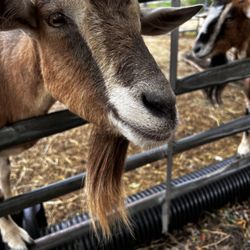 B & B Flower Farm - Look at those beautiful  eyes!!