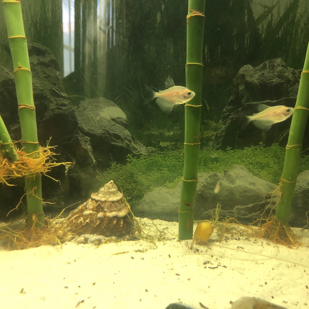 Petco - Tetras - Pet Stores Near Me - Riverside, California