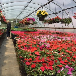 20 greenhouses full of plants 20 greenhouses full of plants