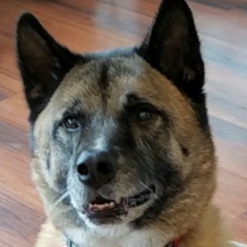 District Dogs - Manny aka "The Manster"! - Pet Groomers Near Me - Arlington, Virginia