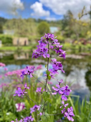 Maison et jardins de Claude Monet - Giverny by null
