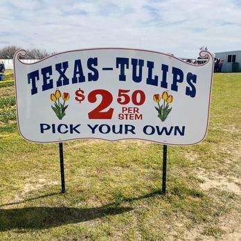 Texas-Tulips - Choose your flowers - Nurseries & Gardening Near Me - Pilot Point, Texas