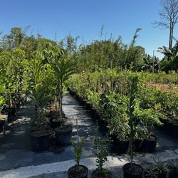 Incredible Edible Landscapes - Varieties