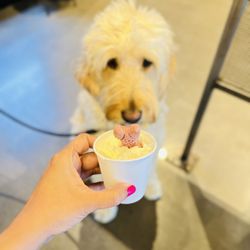 Woods Coffee - Pup cup x Cold Brew run