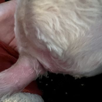 PetSmart - Animal abuse - Pet Stores Near Me - Skokie, Illinois