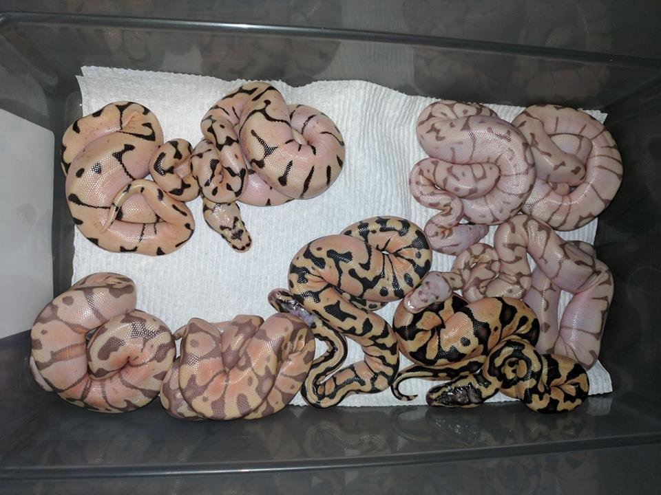 Boa Guy Reptiles Image