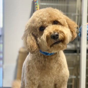 Planet Pet - Pet Groomers Near Me - Cave Creek, Arizona Planet Pet - Pet Groomers Near Me - Cave Creek, Arizona