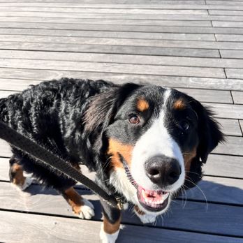 Waterfront Pups - Pet Sitting Near Me - Jersey City, New Jersey Waterfront Pups - Pet Sitting Near Me - Jersey City, New Jersey