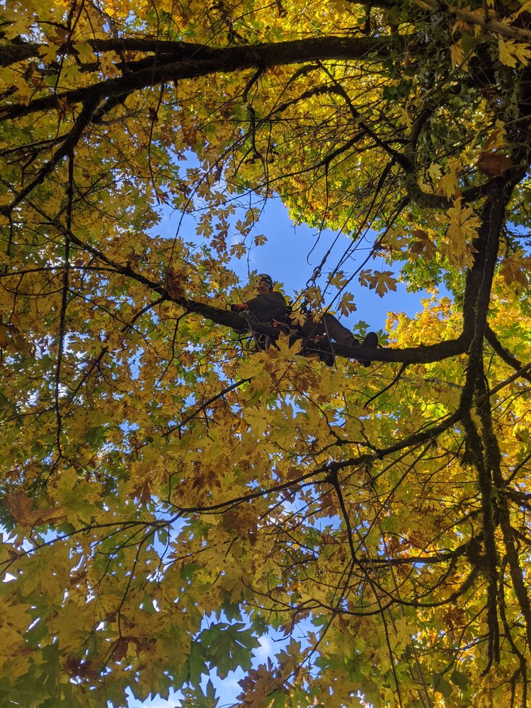 TOP NOTCH TREE & YARD CARE - Updated June 2025 - Request a Quote - 22 ...