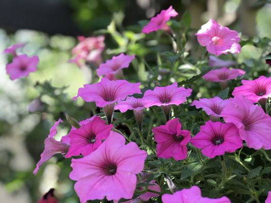 DanWalt Botanical Gardens by null